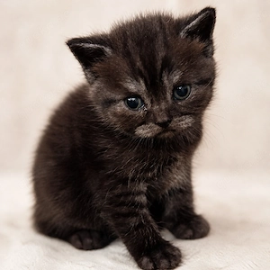     Zuckersüße BKH Kitten suchen ein liebevolles Zuhause  