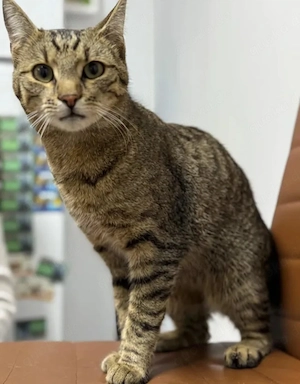 Baby Kleiner Tiger sucht Familienanschluss