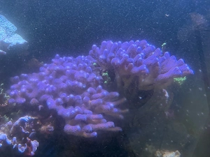 Meerwasser Fische Korallen Gestein
