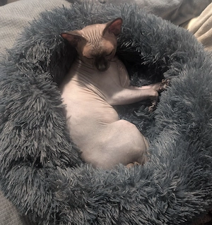 Kanadische Sphynx Kater 