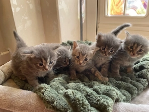 5 zauberhafte sibirische Kitten suchen ihr zu Hause 