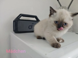 BKH Baby Katzen