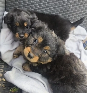 Mini Yorkshire Terrier Shitzu  Havaneser Welpen zur Abgabe