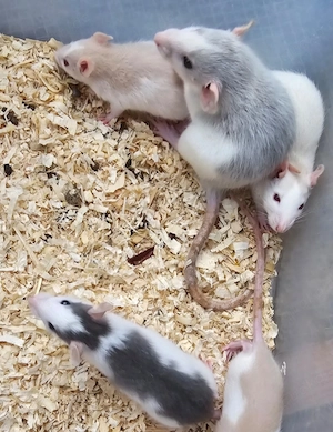 Ratten Farbratten männlich Böcke Jungtiere