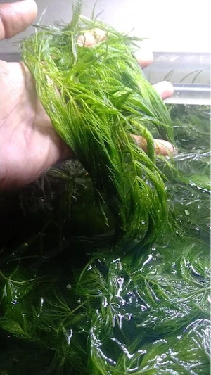 Ceratophyllum demersum - Hornkraut 