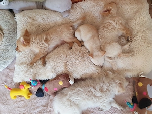 Pomchi Chihuahua Welpen Bild 10