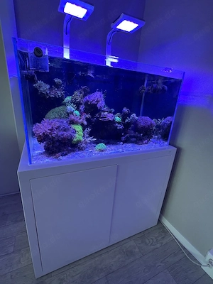 meerwasseraquarium komplett 