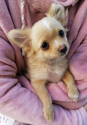 Pomchi Chihuahua Welpen Bild 4