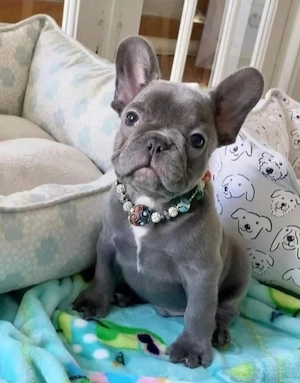 Französische Bulldoggenwelpen zu verkaufen. 