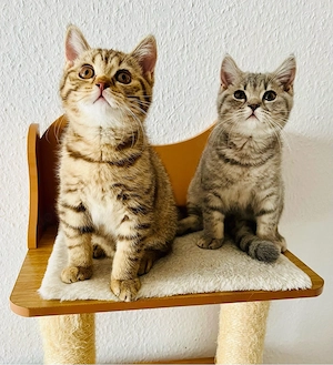 Zwei zuckersüße BKH Kitten abgabebereit