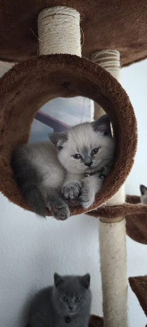 BKH Kitten