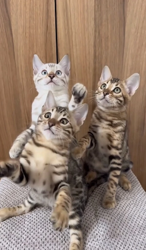 Exklusive Bengal-Kätzchen in Braun und Schneeluchs   verfügbar.