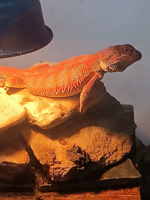 Wunderschöne Bartagame in rot