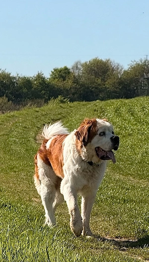 Hund gesucht   Zuhause geboten 