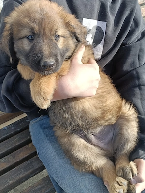 Belgische Schäferhund, Welpen, Malinois