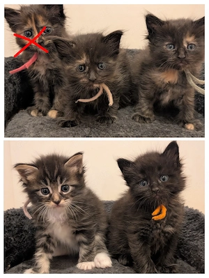 4 süße Ragdoll- Maine Coon Kitten suchen ein liebevolles Zuhause