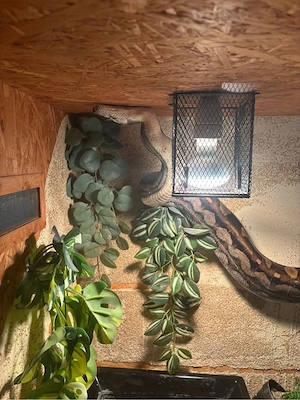 Boa constrictor (weiblich) inkl. komplettem Terrarium abzugeben
