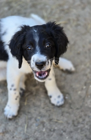 Labrador Pudel Mix Doodle Labradoodle 