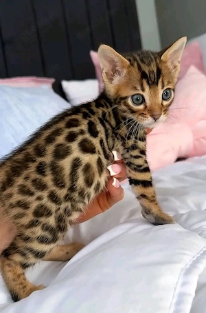 Reinrassige Bengal-Kätzchen mit Stammbaum! Kontaktieren Sie uns per WhatsApp unter: 015777944807