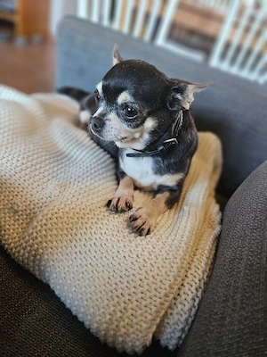 Chihuahua Hündin 