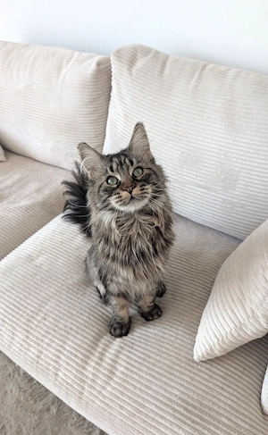 Maine Coon Katze