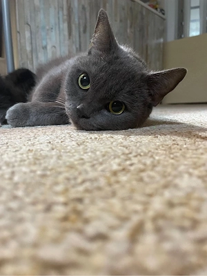Britisch Kurzhaar, Katze 