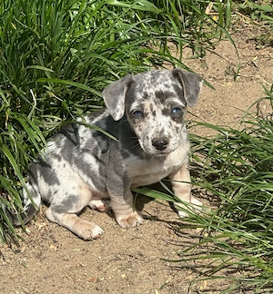 Zwergdackel x Jack Russell Mix welpe 