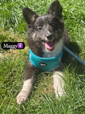 Sheltie in tricolor 