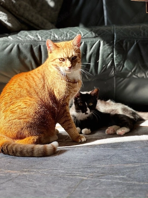 Hauskater Rot kastriert