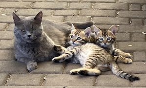 2 Kater Bengal x BKH Mixe Katzenbaby