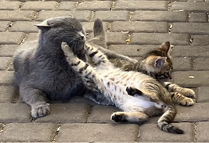 2 Kater Bengal x BKH Mixe Katzenbaby Bild 2