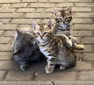 2 Kater Bengal x BKH Mixe Katzenbaby Bild 3