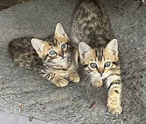 2 Kater Bengal x BKH Mixe Katzenbaby Bild 6