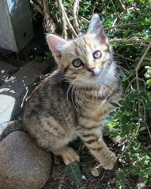 2 Kater Bengal x BKH Mixe Katzenbaby Bild 5