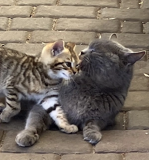 2 Kater Bengal x BKH Mixe Katzenbaby Bild 4