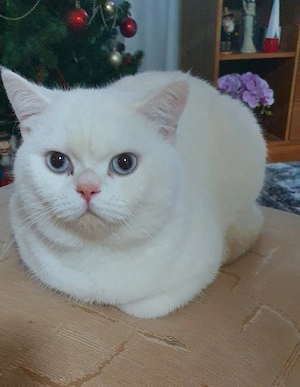 BKH Deckkater weiß mit blauen Augen  Bild 2