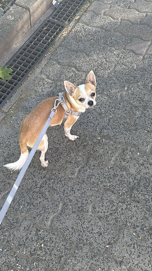 Reinrassiger Toy- Chihuahua jung rüde 