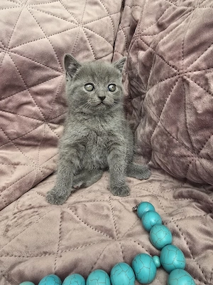 Britisch Kurzhaar Kitten zu verkaufen (1 Mädchen, 1 Junge) Bild 5