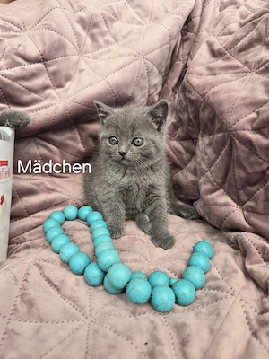 Britisch Kurzhaar Kitten zu verkaufen (1 Mädchen, 1 Junge) Bild 4