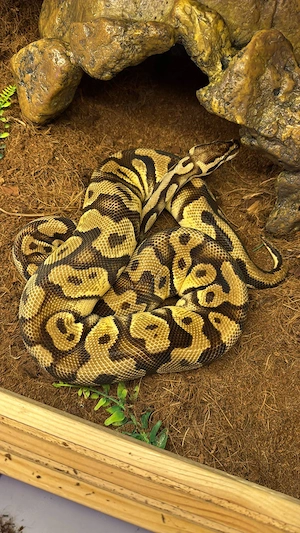 Königsphyton Adult und klein 3 Weibchen 3 Männchen 
