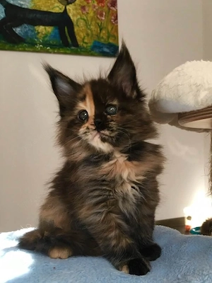 Majestätisches Maine-Coon-Kitten   Sanfter Riese sucht liebevolles Zuhause   