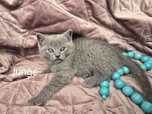 Britisch Kurzhaar Kitten zu verkaufen (1 Mädchen, 1 Junge) Bild 3