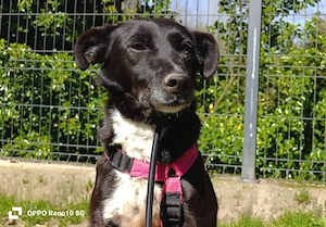 LISSIE    sucht endlich wieder Familienanschluss