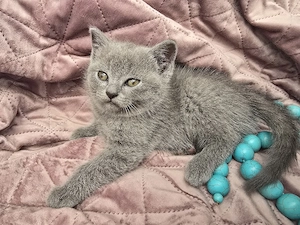 Britisch Kurzhaar Kitten zu verkaufen (1 Mädchen, 1 Junge) Bild 2