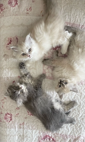 Bereit für ein Neues Zuhause Ragdoll Perser Katzen