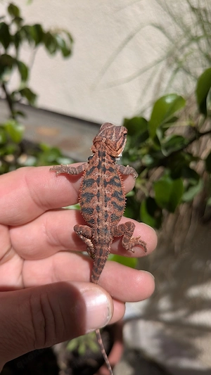 Bartagamen Dark Red Leatherback   Hypo   Translucent 