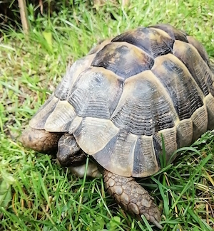 Maurische Landschildkröte - Testudo graeca von 2017