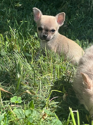 Süße Chihuahua Welpen suchen ihr Traumzuhause