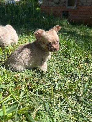 Süße Chihuahua Welpen suchen ihr Traumzuhause
