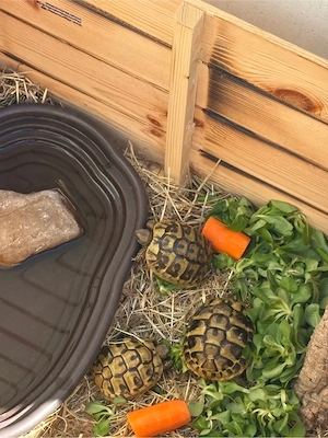 Drei griechische Landschildkröten   